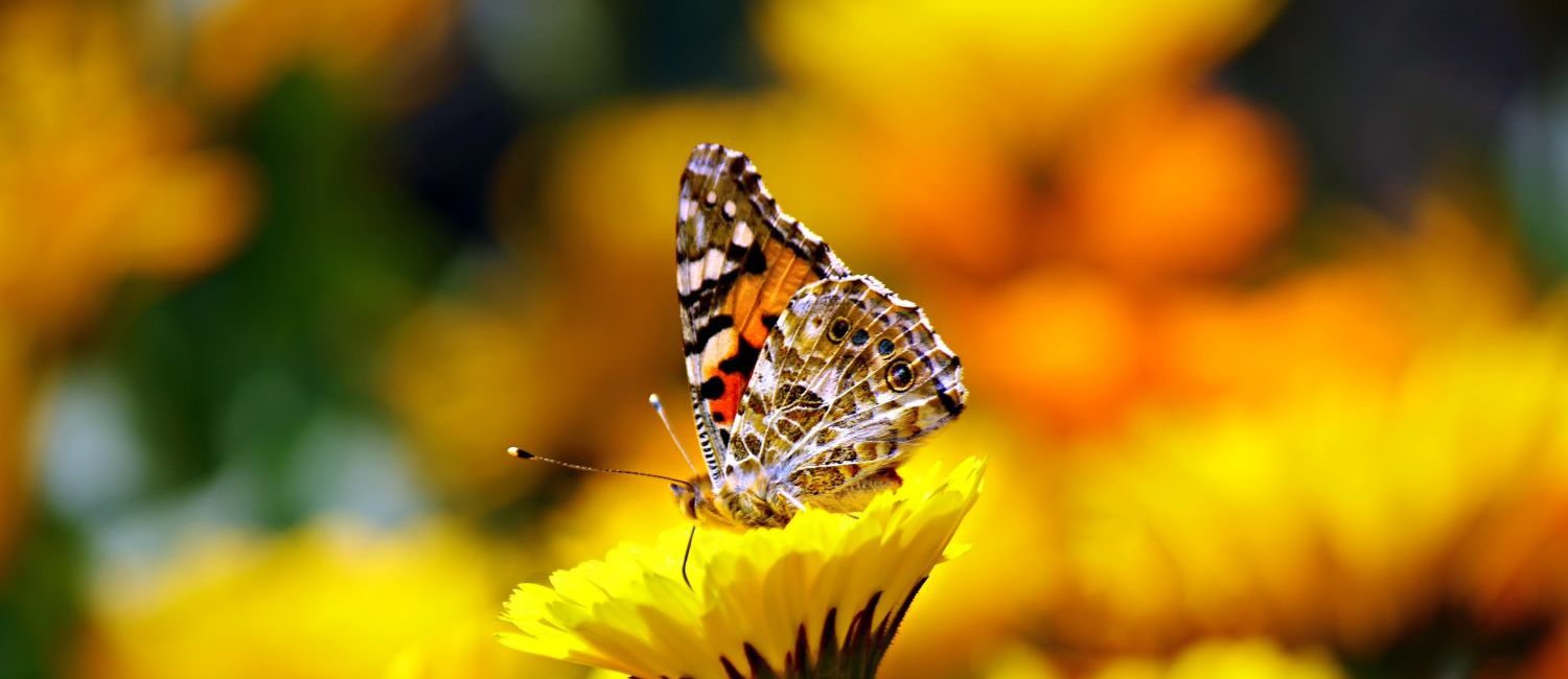 Navigating Your Life Butterfly